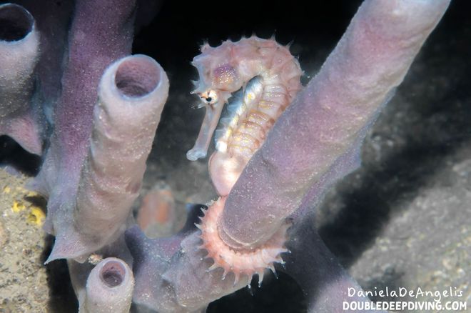 Hippocampus amandavincentae seahorse wrapped around branch Hippocampus amandavincentae seahorse wrapped around branch