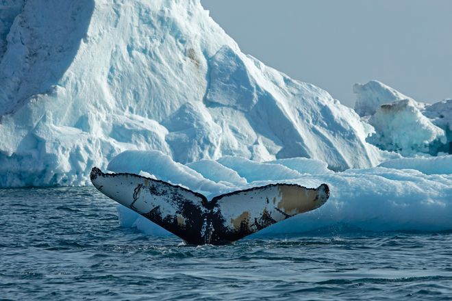 a humpback whale tale sticking out of the water