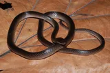 A dark brown Slash’s groundsnake (Lielaphis slashi) coils across a large dried leaf in New Guinea.