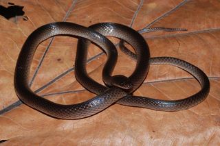 A dark brown Slash’s groundsnake (Lielaphis slashi) coils across a large dried leaf in New Guinea.