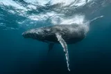 Humpback whale underwater, could be producing whale calls