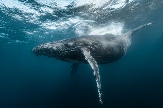 Humpback whale underwater, could be producing whale calls