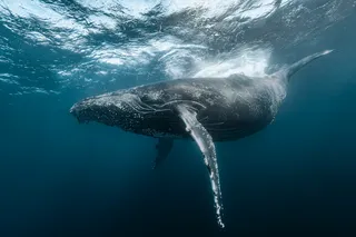 Humpback whale underwater, could be producing whale calls