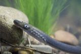 Rare 'Vegan Dracula' Lamprey Appears 870 Miles Beyond Its Known Range