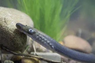 long brook lamprey in a tank