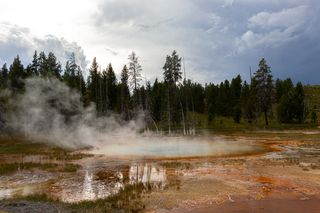 Steam rises from a blue hot spring edged by orange and surrounded by forest in Yellowstone National Park.