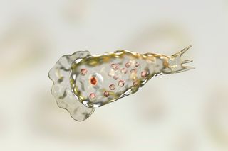 Illustration of Naegleria fowleri, the amoeba that can cause a rare brain infection.