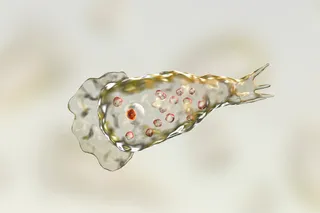 Illustration of Naegleria fowleri, the amoeba that can cause a rare brain infection.