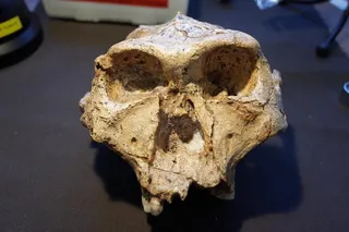 Paranthropus skull in museum lab