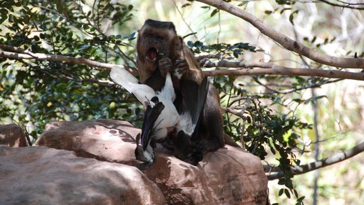 Photograph accompanying Capuchin meat-eating rises when fruit falls, and the fed group hunted about half as much