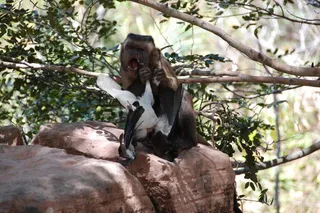 bearded capuchin monkey eats a black-and-white bird on a rock beneath forest branches.
