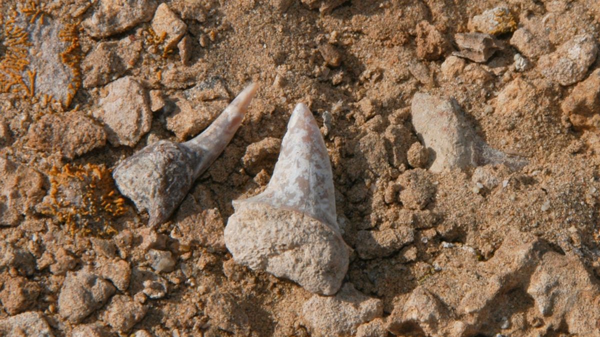 Photograph accompanying Fourteen shark teeth place a nutrient-rich Cretaceous shelf under Egypt's Western Desert