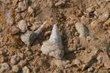 ancient shark teeth at a dig site
