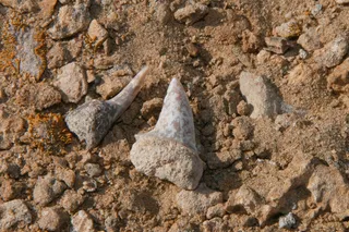 ancient shark teeth at a dig site