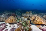 Galápagos Islands reef underwater 