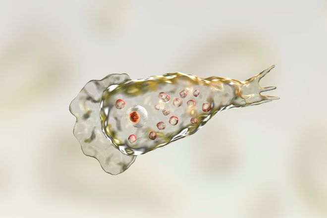 Illustration of Naegleria fowleri.