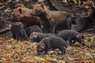 Five bush dog pups explore fallen leaves as members of their family stand behind them at Chester Zoo.