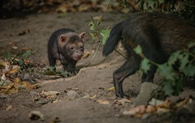 A bush dog pup walks toward an adult bush dog on a dirt path at Chester Zoo.