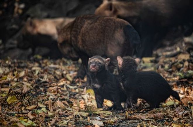 Two bush dog pups stand together.