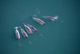 Six narwhals swim together in blue-green Arctic waters, with several long tusks visible.