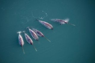 Six narwhals swim together in blue-green Arctic waters, with several long tusks visible.