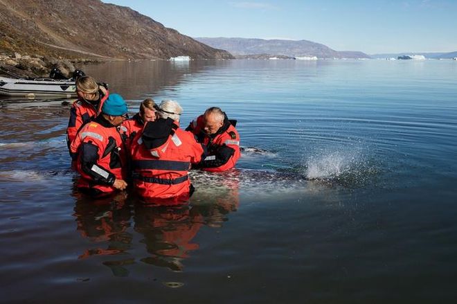 A field team in red cold-water suits tags a narwhal in an East Greenland fjord, with mountains and icebergs in the distance. A field team in red cold-water suits tags a narwhal in an East Greenland fjord, with mountains and icebergs in the distance.