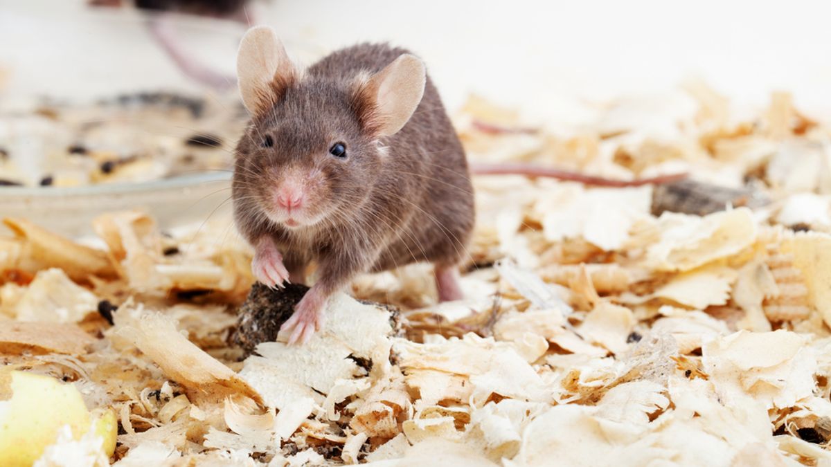 Meet Cumulina, the Mouse That Changed Our Understanding of Cloning