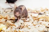 Meet Cumulina, the Mouse That Changed Our Understanding of Cloning