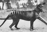 black and white image of a yawning thylacine 