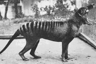 black and white image of a yawning thylacine 