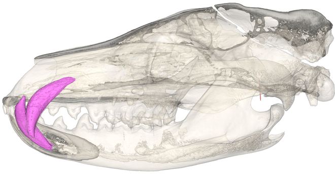 Scan of a thylacine skull 