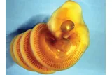 small yellow snake embryo in a coil 