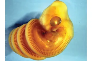 small yellow snake embryo in a coil