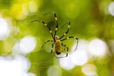 Joro spider with black-and-yellow-banded legs hangs in its web against a blurred green background.