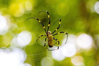 Joro spider with black-and-yellow-banded legs hangs in its web against a blurred green background.