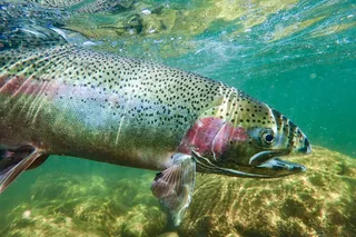 Close up of a salmon underwater