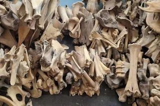 ssorted animal bones, including jaw fragments, vertebrae, and long bones.
