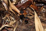 A Newly Discovered &lsquo;Devil Flower&rsquo; Hides Beneath the Forest Floor Before Emerging With Black Petals and Demon-Like Eyes