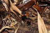 Two Thismia daemona “devil flowers” with black, horn-like blooms and orange markings emerging from leaf litter in Thailand