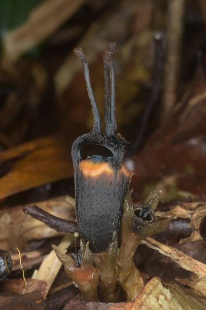 Close-up of a Thismia daemona “devil flower” showing its black bloom, two horn-like projections, and bright orange markings.