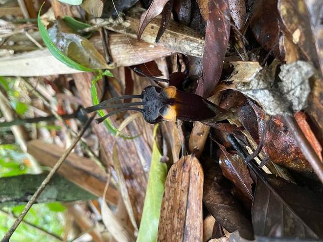 Thismia daemona “devil flower” growing among wet leaf litter.