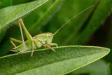 Green katydid on a leaf 