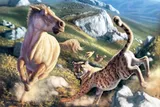 : Artistic rendering of Miracinonyx chasing a hoofed animal through a rocky Pleistocene landscape.