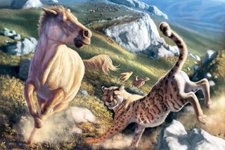 : Artistic rendering of Miracinonyx chasing a hoofed animal through a rocky Pleistocene landscape.