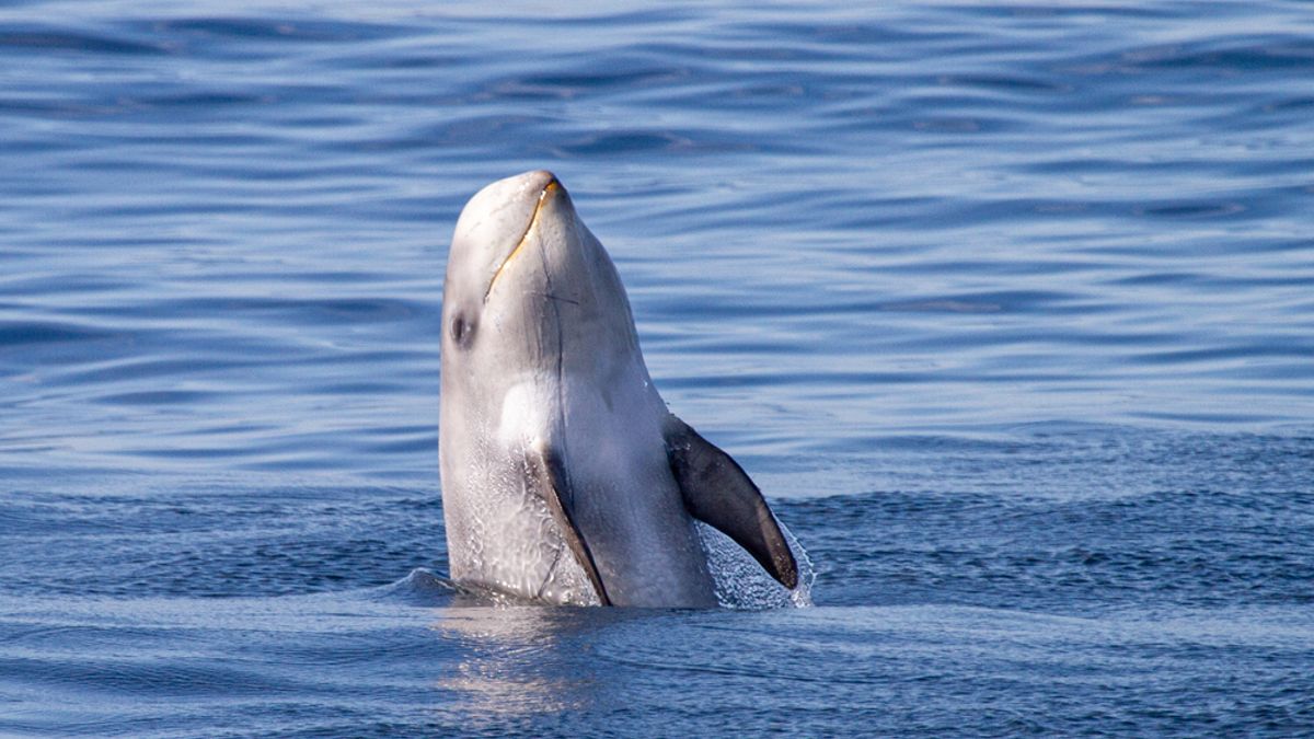 Octopus Clinging to a Risso’s Dolphin May Offer Clues to Southwest England’s Remarkable Octopus Boom