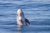 Risso dolphin breaching the water 