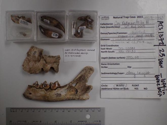 Fossils of Miracinonyx trumani, the American cheetah