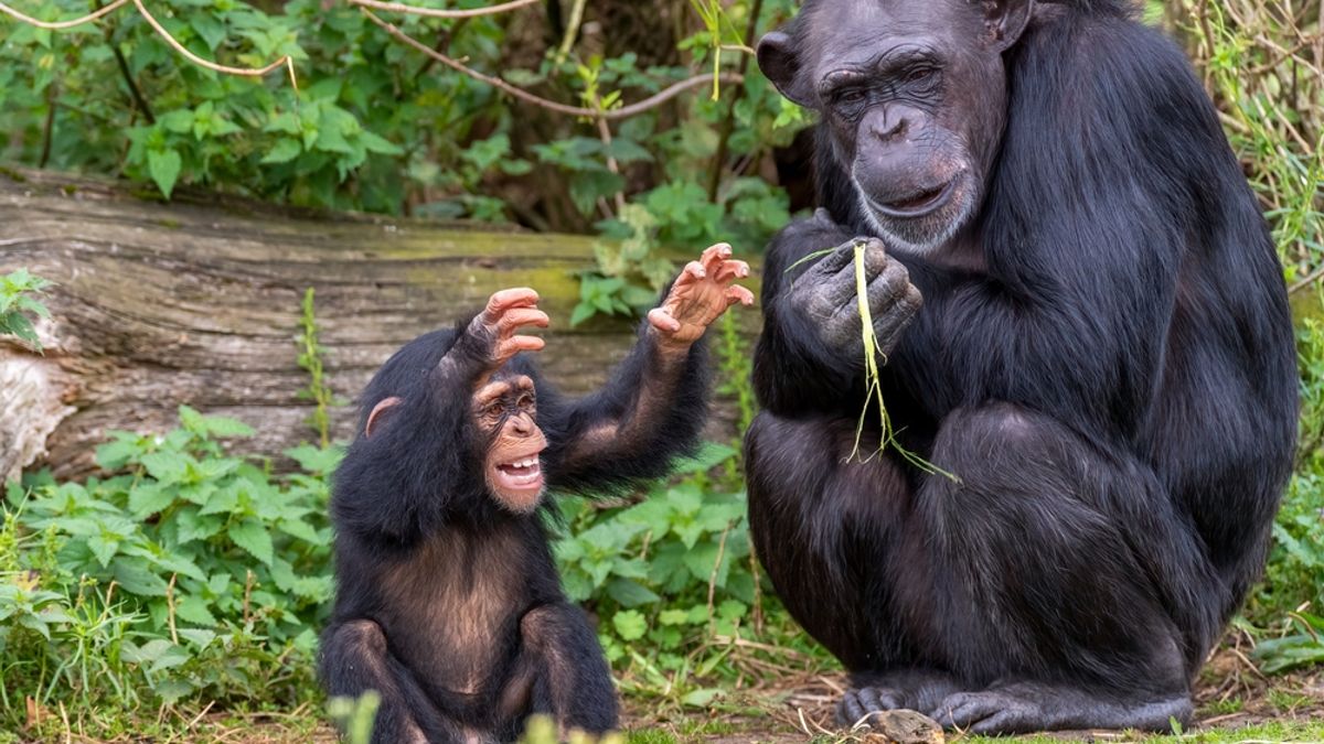 Young Chimpanzees Develop Distinct Vocal Accents That Become Stronger With Age
