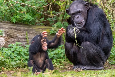 Young chimpanzee reaching toward an adult chimpanzee sitting in a forested enclosure.