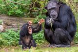 Chimpanzees Have Unique Vocal Accents